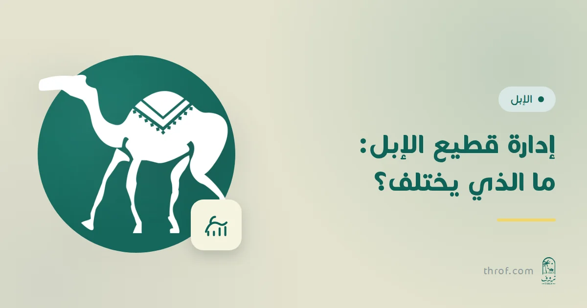 قطيع إبل مع ملف رقمي لكل ناقة على الجوال
