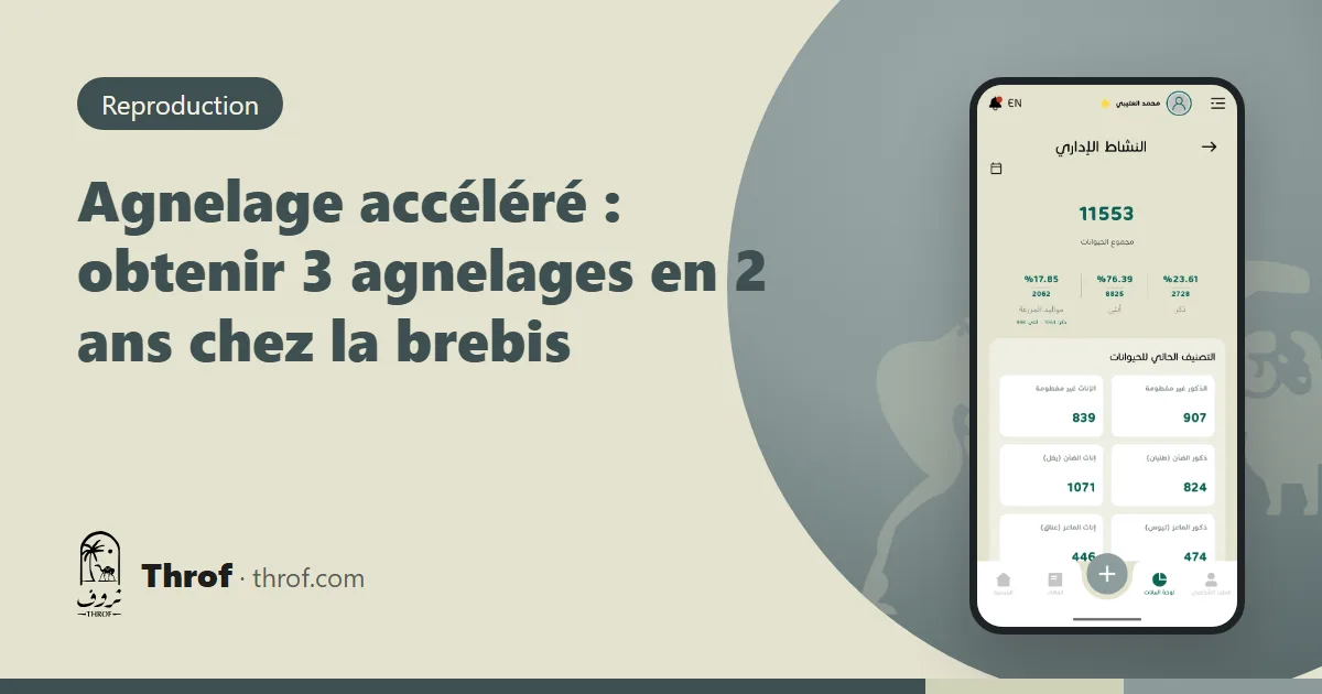 Brebis et agneaux conduits selon un rythme d'agnelage tous les 8 mois — Throf