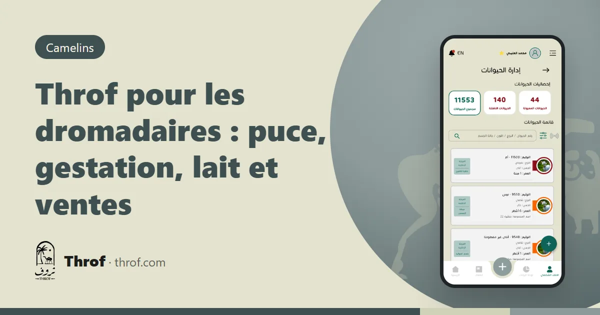 Throf pour les dromadaires : la fiche d'une chamelle et son numéro de puce sur un téléphone devant un troupeau — Throf