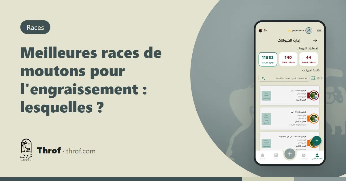 Agneaux de différentes races comparés en atelier d'engraissement — Throf