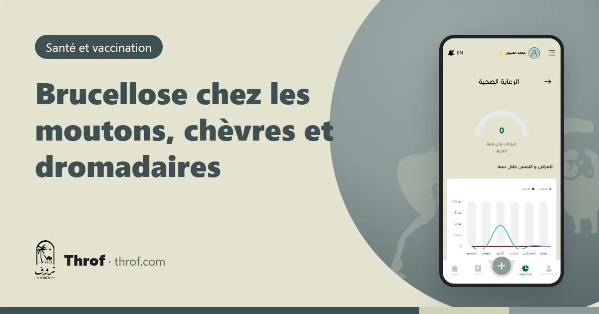 Vétérinaire faisant une prise de sang sur une chèvre pour dépister la brucellose — Throf