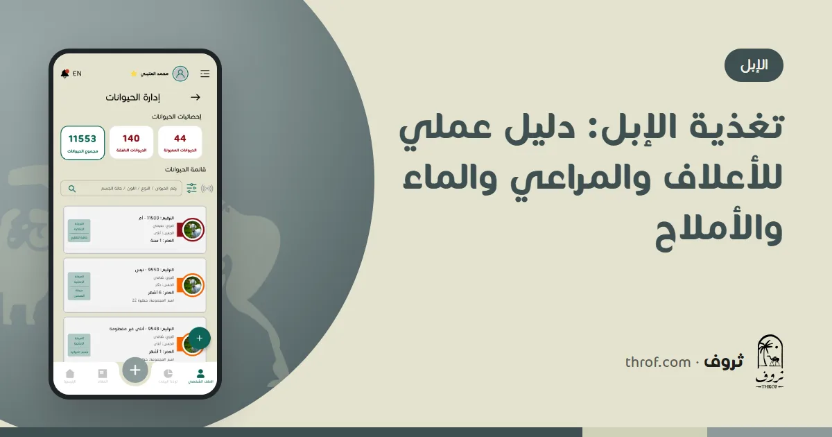 تغذية الإبل بين المرعى والمعلف — ثروف