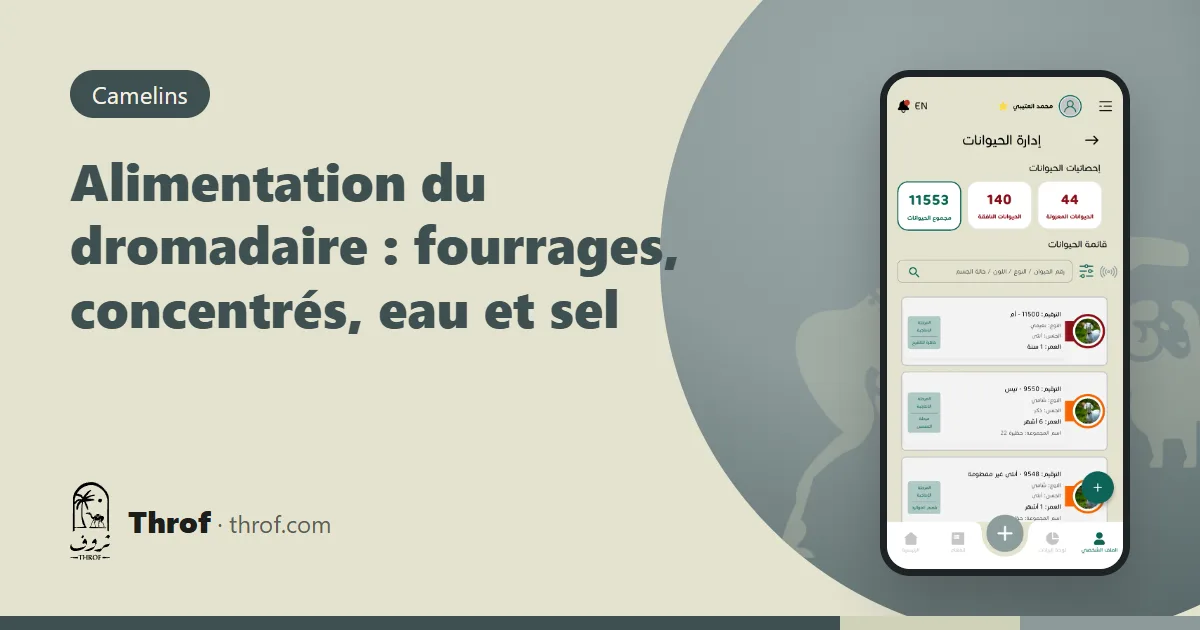 Dromadaires au pâturage et à l'auge — Throf