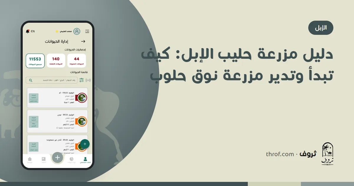 حلب النوق في مزرعة حليب إبل — ثروف