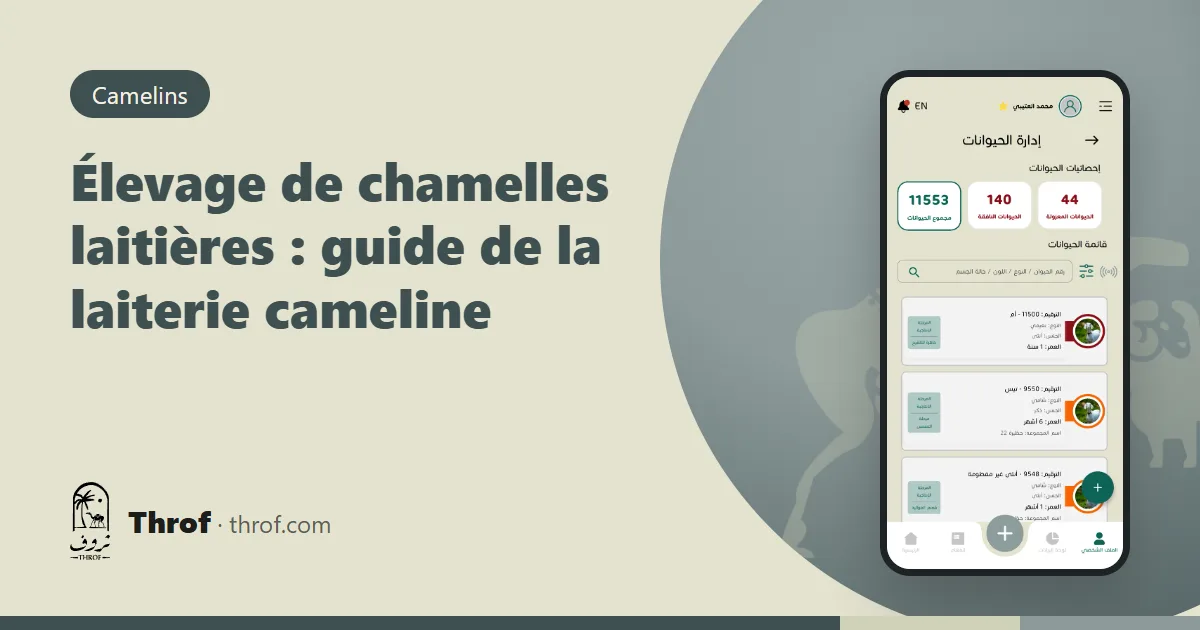 Traite de chamelles dans un élevage laitier — Throf