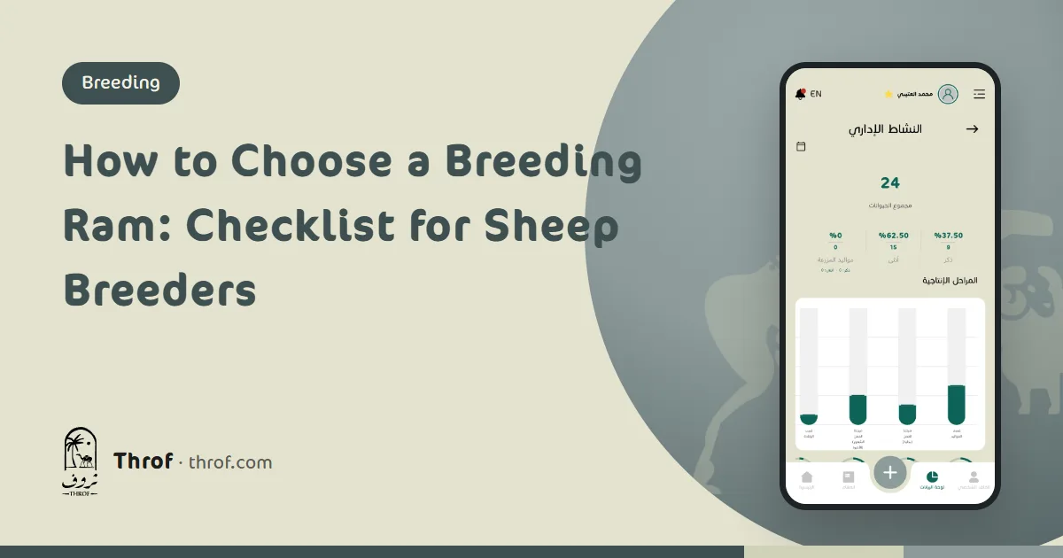 Breeder inspecting a ram before the mating season — Throf