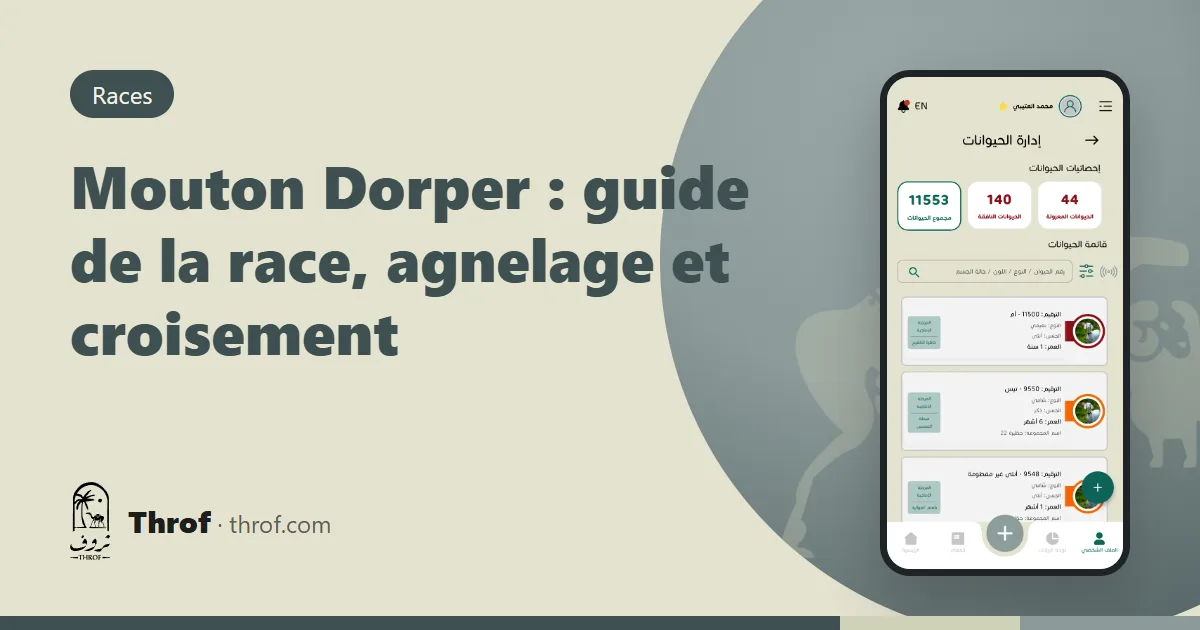 Guide du mouton Dorper : un bélier Dorper à tête noire et des brebis sur un parcours sec — Throf