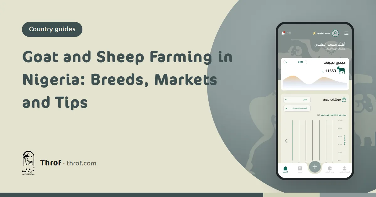 Red Sokoto goats and Yankasa rams in a Nigerian pen — Throf