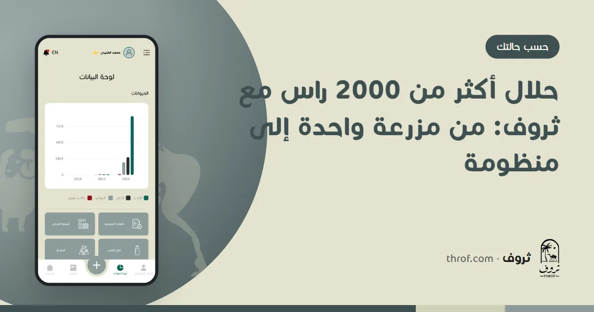 مدير مزرعة أغنام كبيرة يراجع سجل العمليات وتقارير عدة مواقع على منصة ثروف في الحاسب المحمول، وعامل يسجل في الشبك بالجوال — ثروف