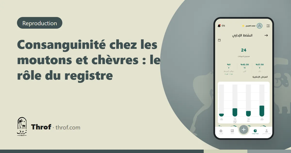 Généalogie d'une brebis avec sa mère et son père sur un téléphone — Throf