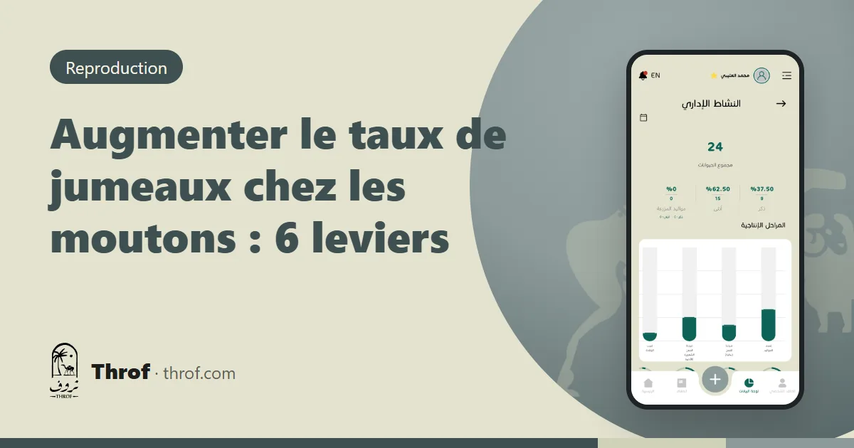Brebis avec ses deux agneaux jumeaux dans la bergerie — Throf