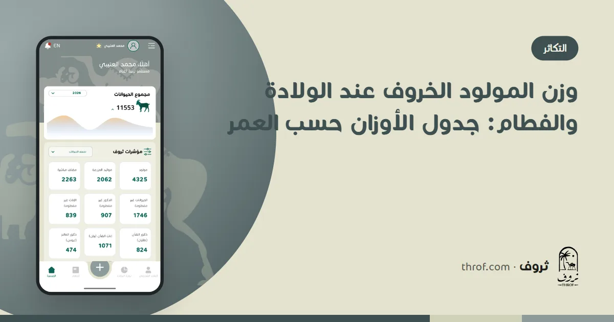 وزن المولود الخروف عند الولادة والفطام: حمل حديث الولادة يوزن في سطل على ميزان معلق — ثروف