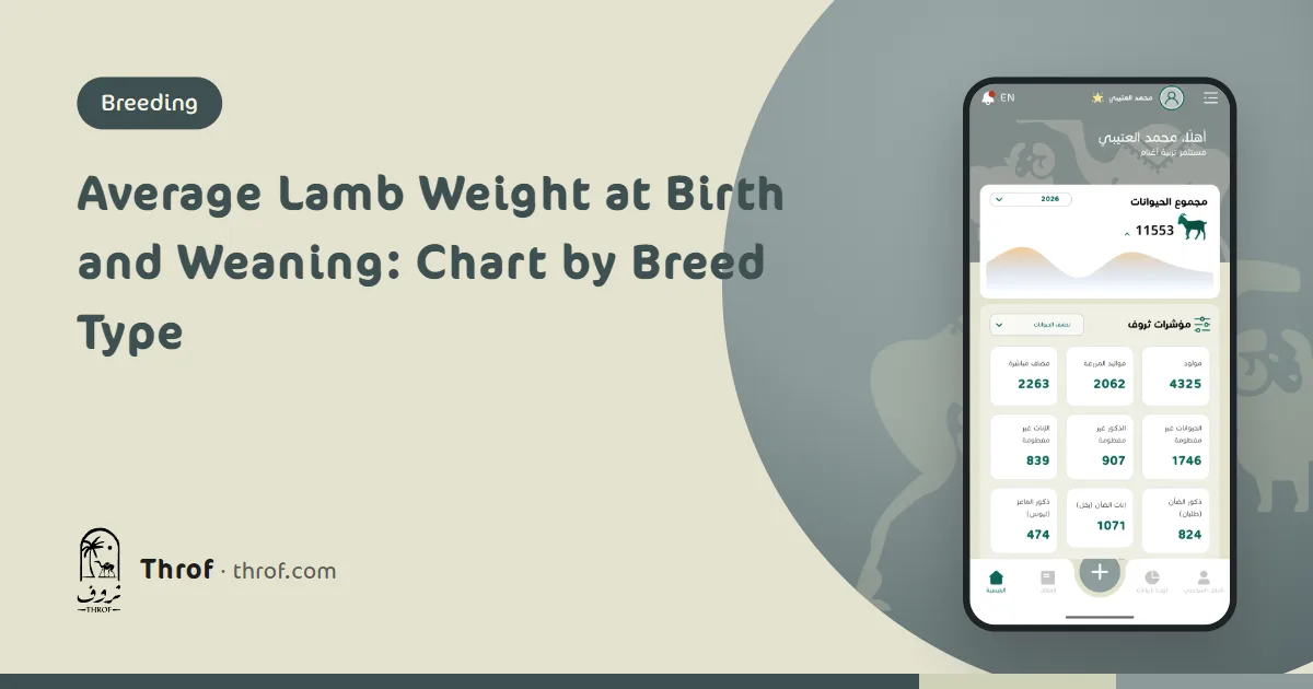 Average lamb weight at birth and weaning: a newborn lamb weighed in a bucket on a hanging scale — Throf