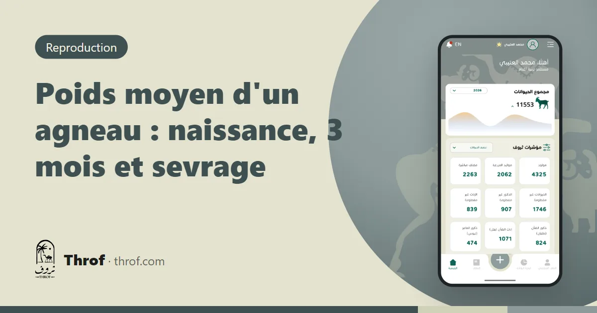 Poids moyen d'un agneau de la naissance au sevrage : un agneau pesé dans un seau sur une balance — Throf