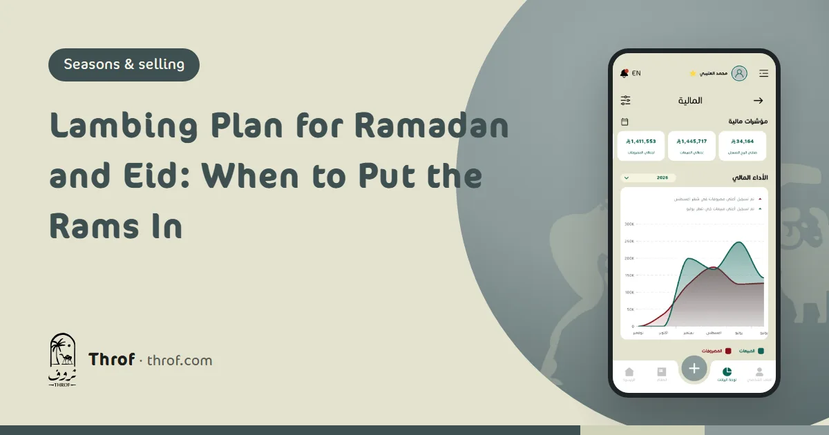 Planning sheep mating and lambing dates for Ramadan and Eid al-Adha — Throf