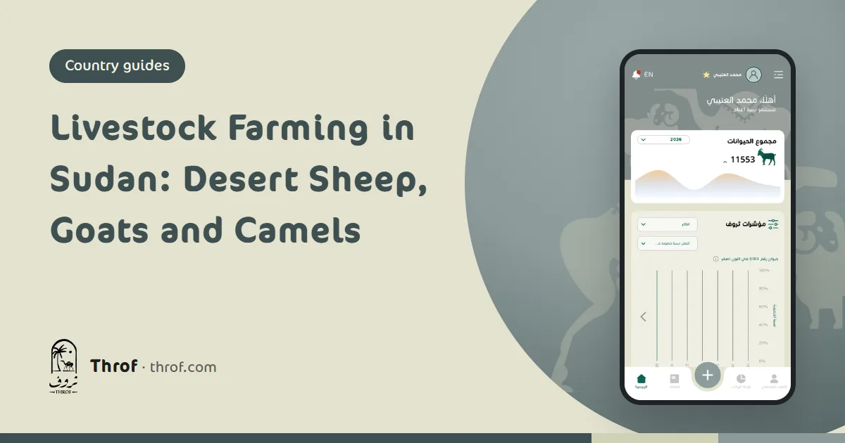 Sudanese desert sheep and camels on rainy-season pasture in Kordofan — Livestock farming in Sudan — Throf