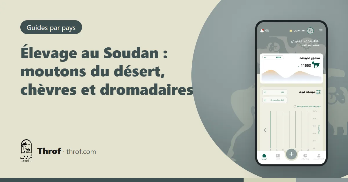 Moutons du désert soudanais et dromadaires sur les pâturages d'hivernage au Kordofan — Élevage au Soudan — Throf