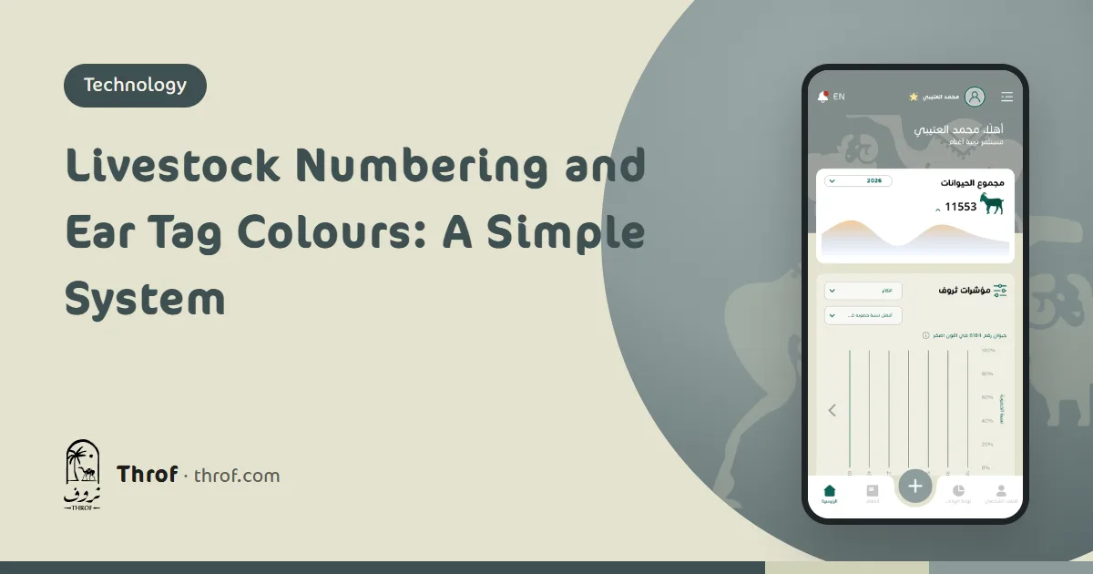 Livestock numbering and ear tag colours: sheep wearing yellow, blue and red numbered ear tags — Throf