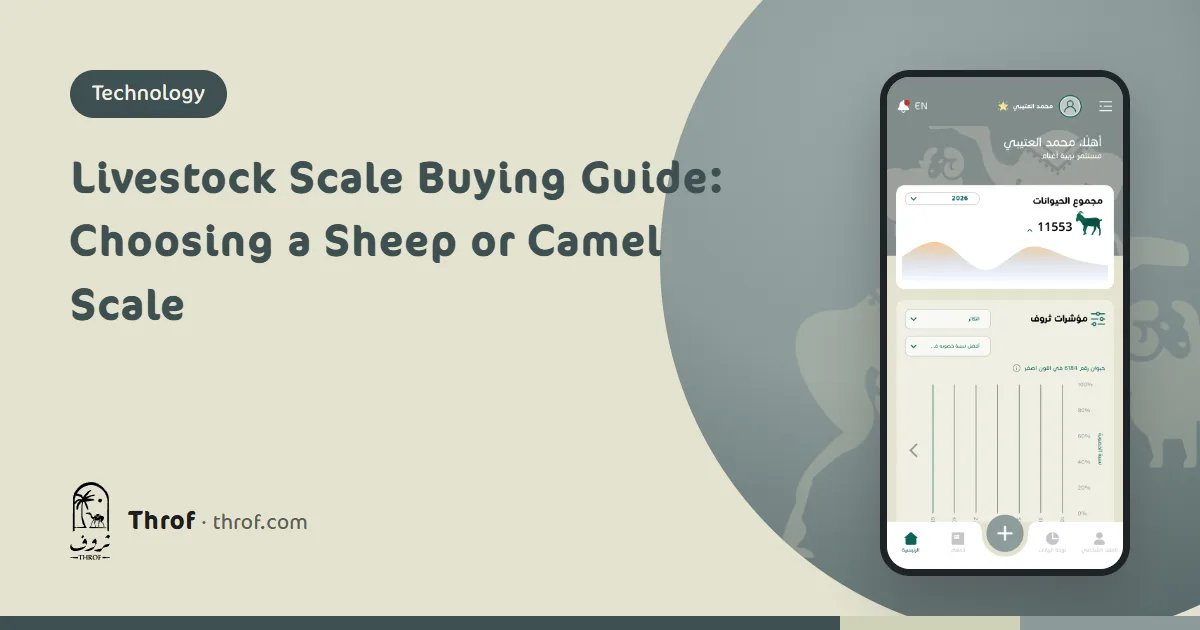 Livestock scale buying guide: a sheep in a weigh crate with a digital indicator and RFID reader — Throf