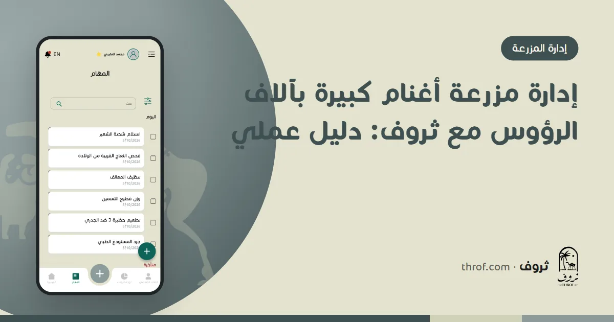 مدير مزرعة يتابع آلاف الرؤوس من الأغنام والماعز على شاشة منصة ثروف في المكتب — ثروف