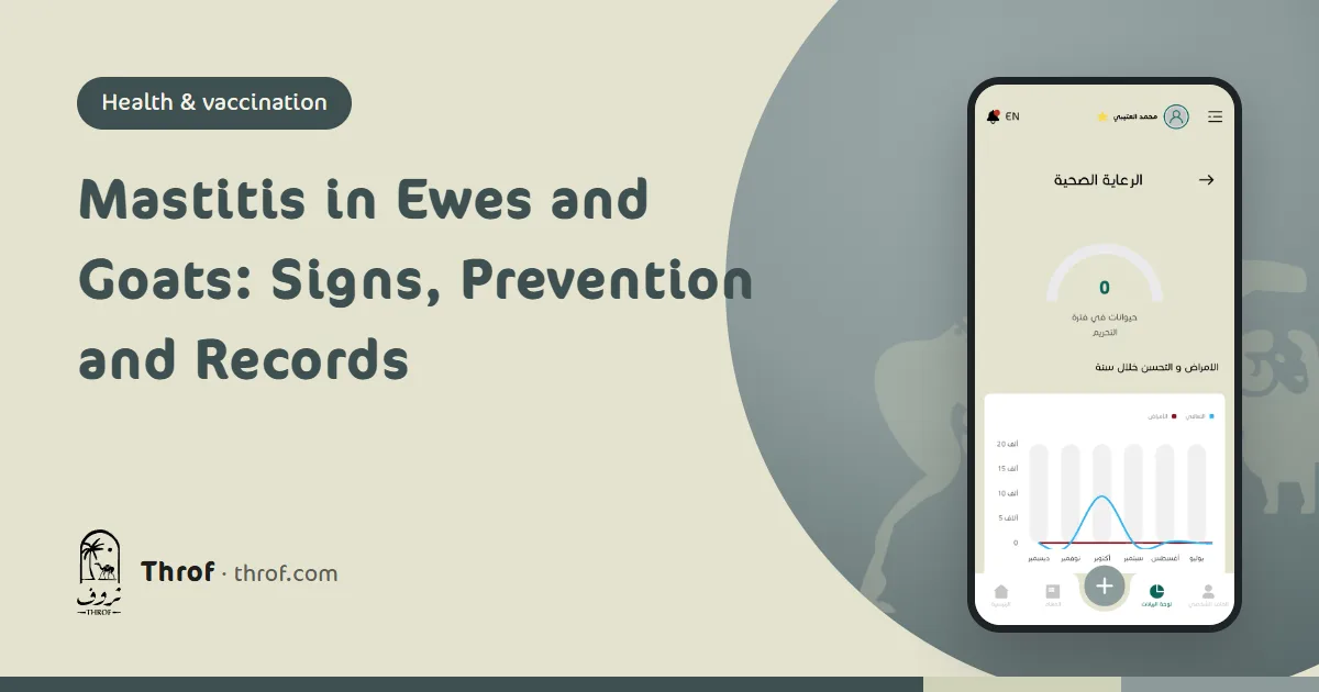 Checking a ewe's udder for mastitis signs — Throf