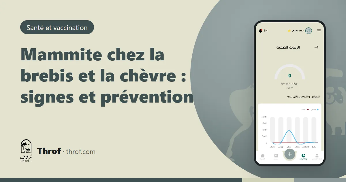 Contrôle de la mamelle d'une brebis pour détecter une mammite — Throf