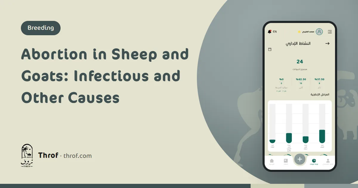 Farmer isolating an aborted ewe away from the flock — Throf
