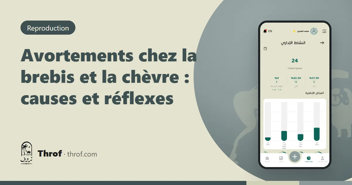 Éleveur isolant une brebis ayant avorté du reste du troupeau — Throf