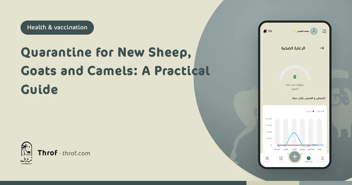 Newly bought sheep in a separate quarantine pen — Throf