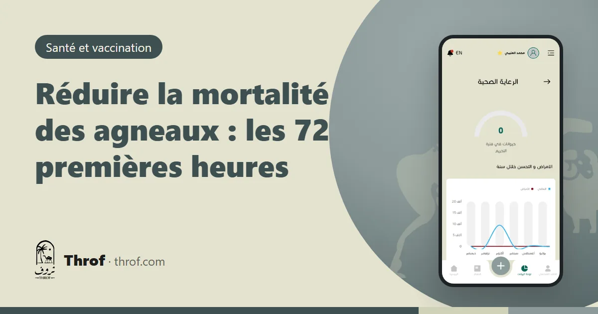 Brebis et son agneau nouveau-né dans une case d'agnelage propre et ombragée — Throf