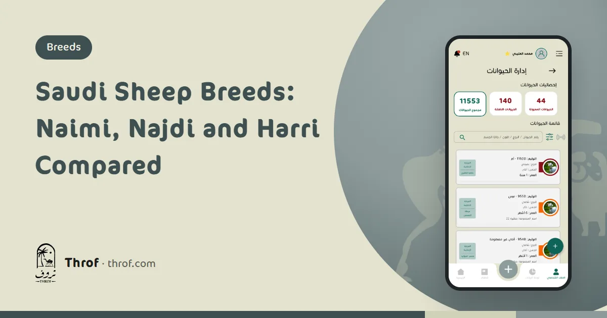 Naimi, Najdi and Harri sheep breeds of Saudi Arabia compared — Throf