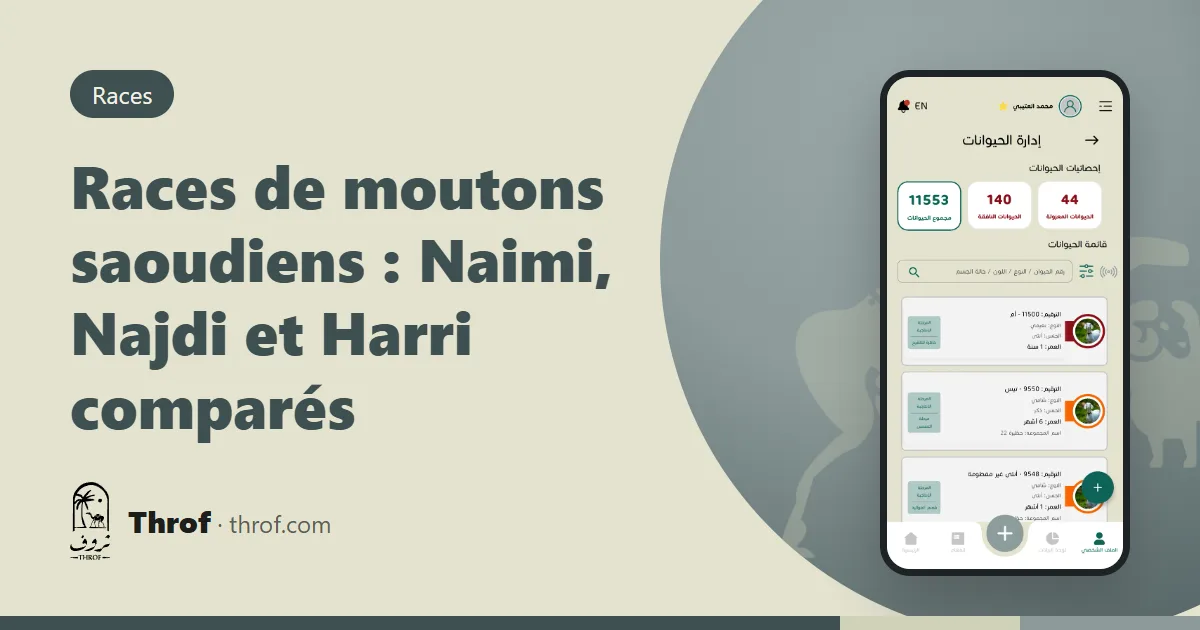 Comparaison des moutons Naimi, Najdi et Harri d'Arabie saoudite — Throf