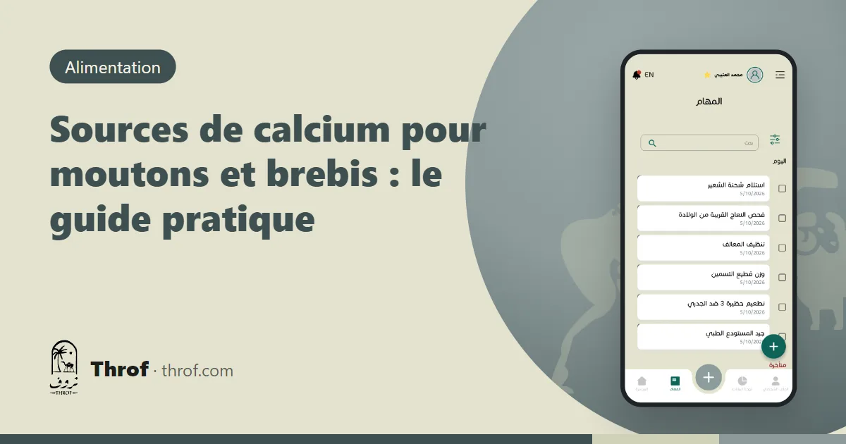Sources de calcium pour moutons et brebis, aliments et minéraux — Throf