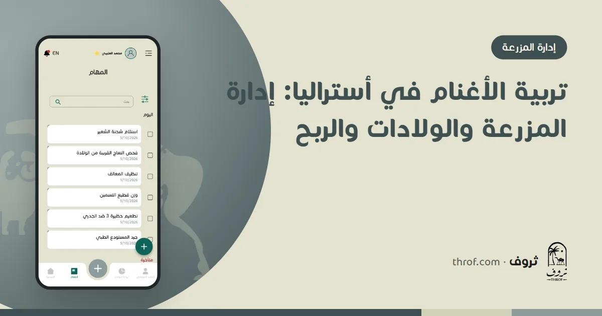 أغنام مارينو وأغنام لحم في مرعى أسترالي — ثروف