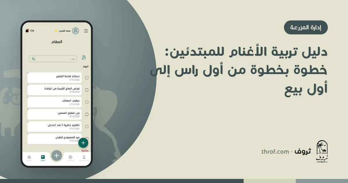 مربٍّ مبتدئ يتفقد نعاجه الأولى في شبك نظيف — دليل تربية الأغنام للمبتدئين من ثروف