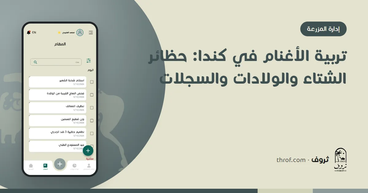 نعاج ومواليد داخل حظيرة أغنام كندية في الشتاء — ثروف