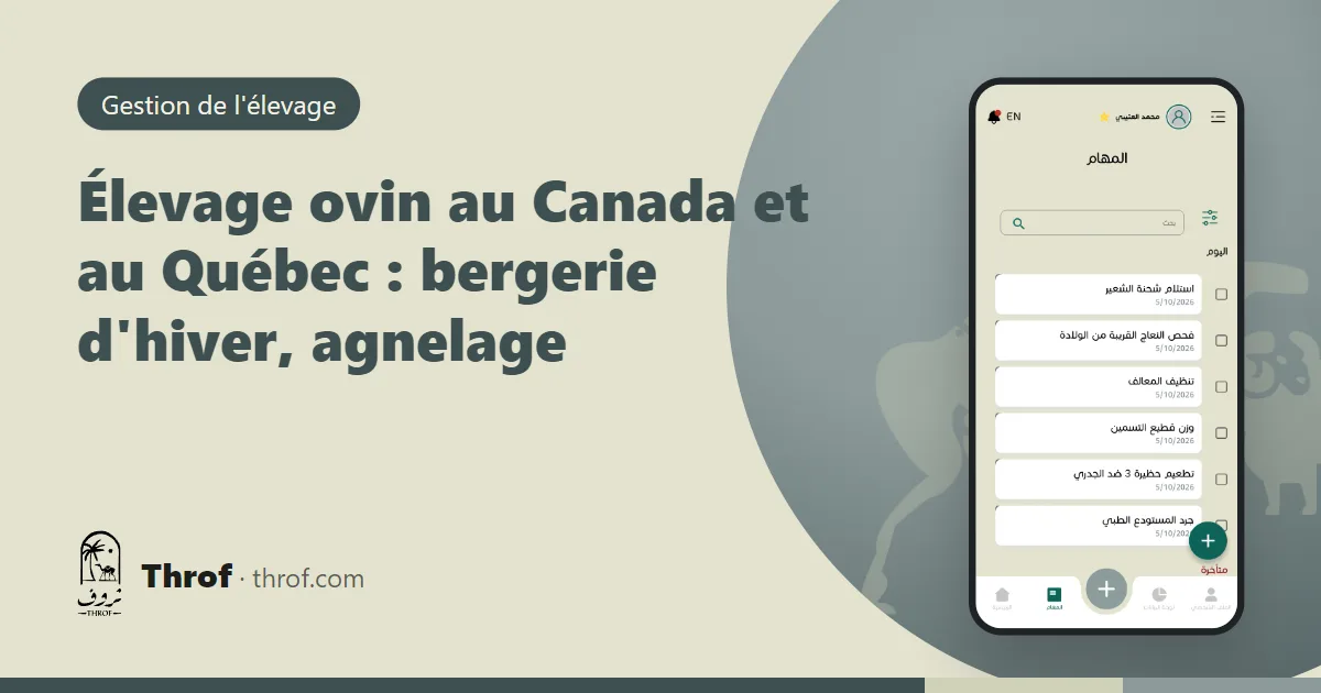 Brebis et agneaux dans une bergerie québécoise en hiver — Throf