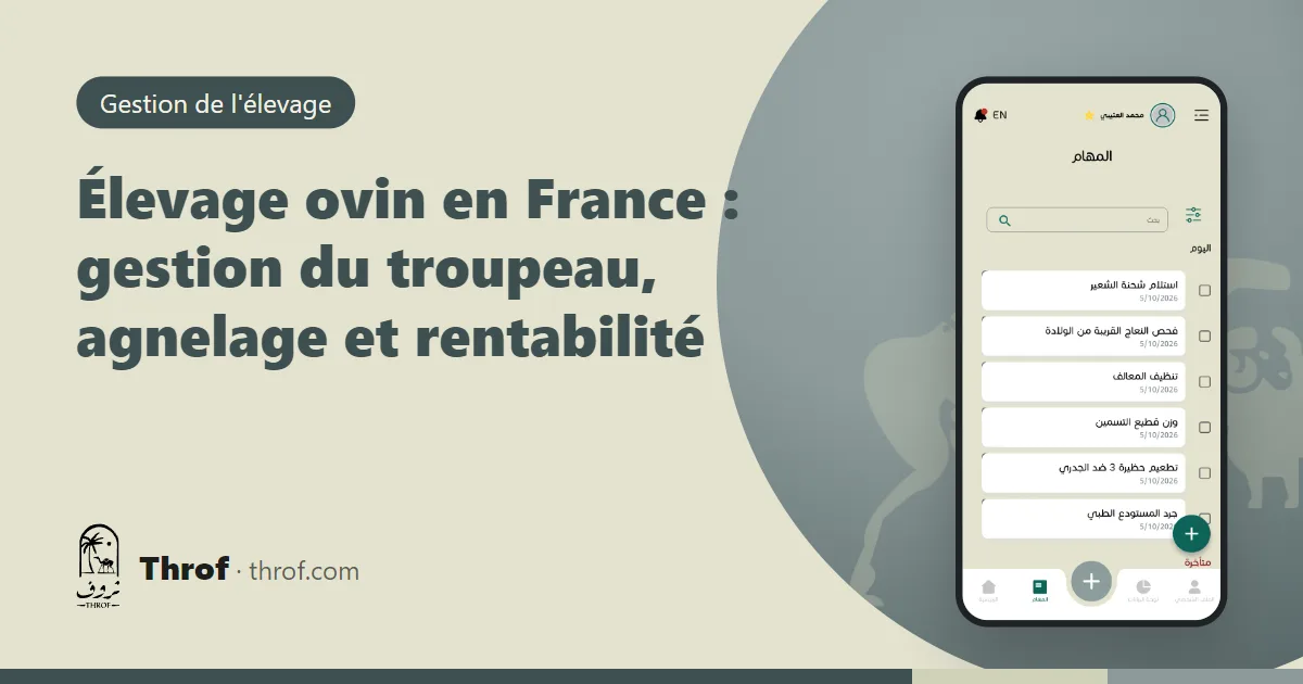 Brebis et agneaux dans une bergerie française au printemps — Throf