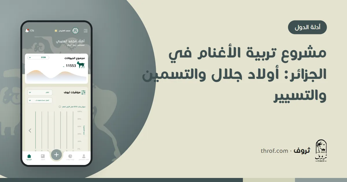 مشروع تربية الأغنام في الجزائر بكباش أولاد جلال في حظيرة التسمين — ثروف