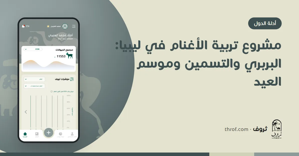 قطيع أغنام بربري في مرعى ليبي قبل موسم العيد — ثروف