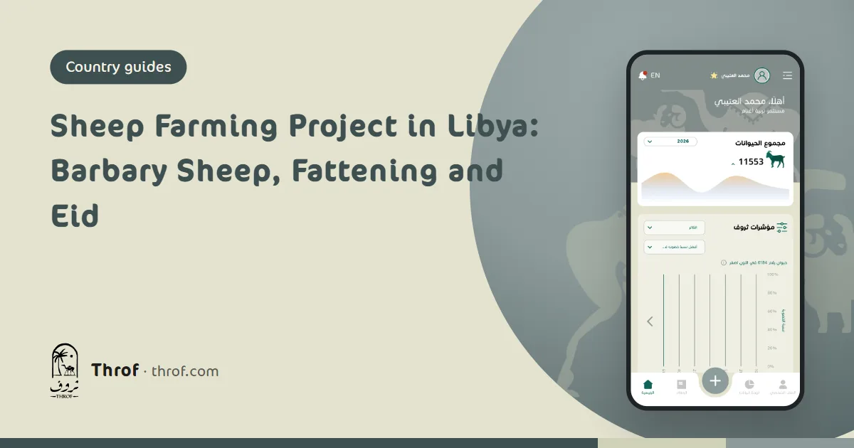 Barbary sheep flock on Libyan pasture before Eid — Throf