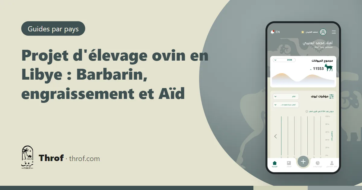 Troupeau de moutons Barbarins sur un pâturage libyen avant l'Aïd — Throf