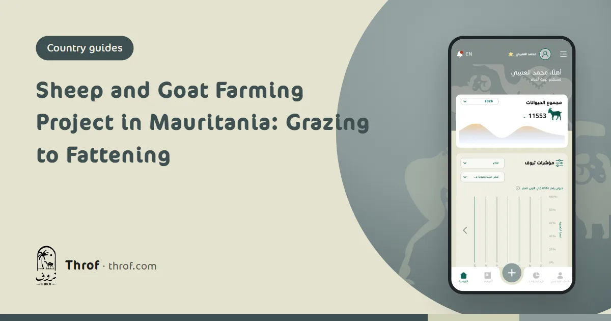 Mauritanian sheep and goat herd between pasture and fattening pen — Throf