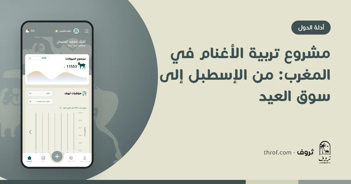 مشروع تربية الأغنام في المغرب من الإسطبل إلى سوق العيد — ثروف