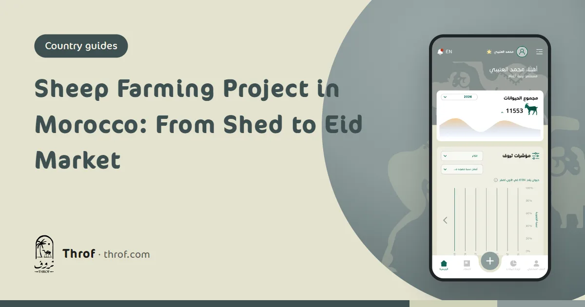Sheep farming project in Morocco, from the shed to the Eid market — Throf