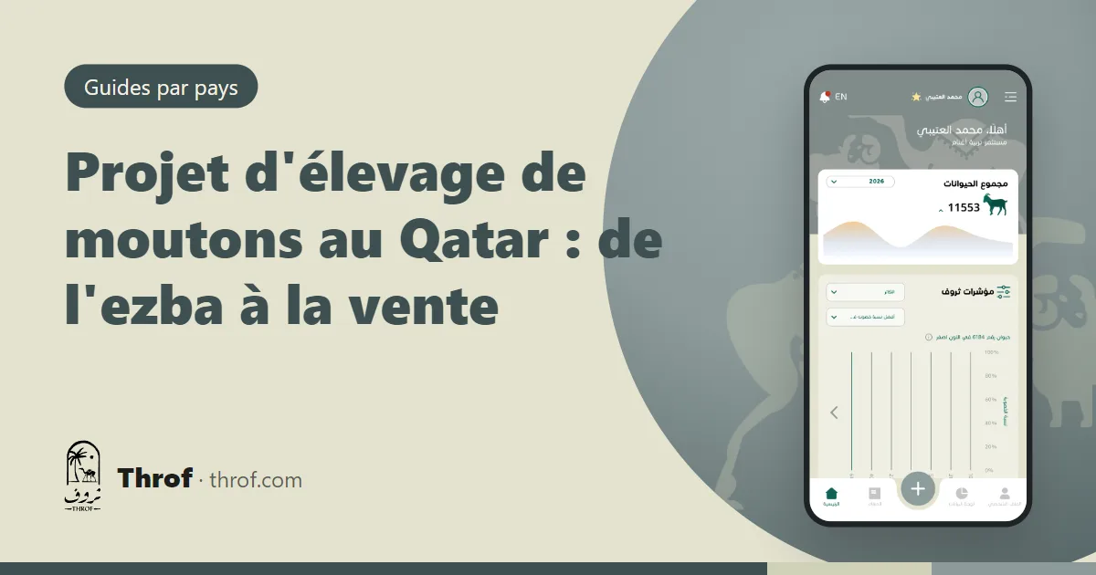 Projet d'élevage de moutons au Qatar dans une ezba ombragée — Throf