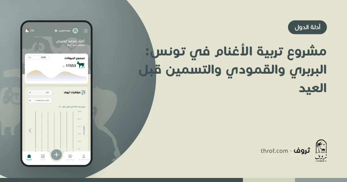 مشروع تربية الأغنام في تونس وعلوش مسمّن قبل العيد — ثروف