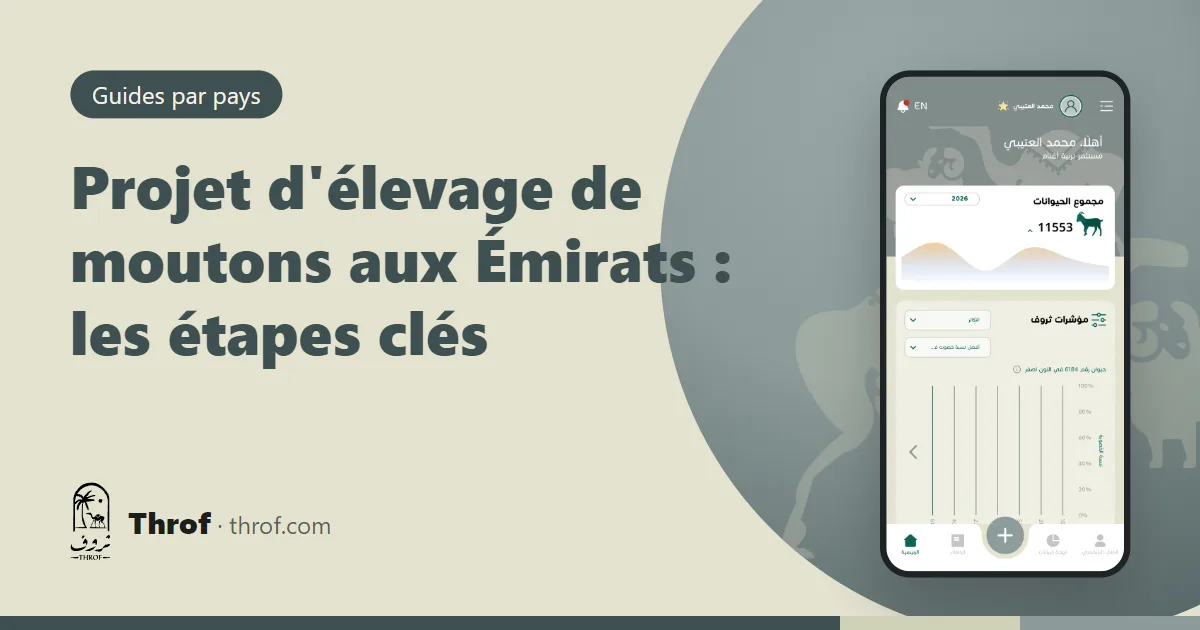 Projet d'élevage de moutons aux Émirats dans une ezba ombragée — Throf