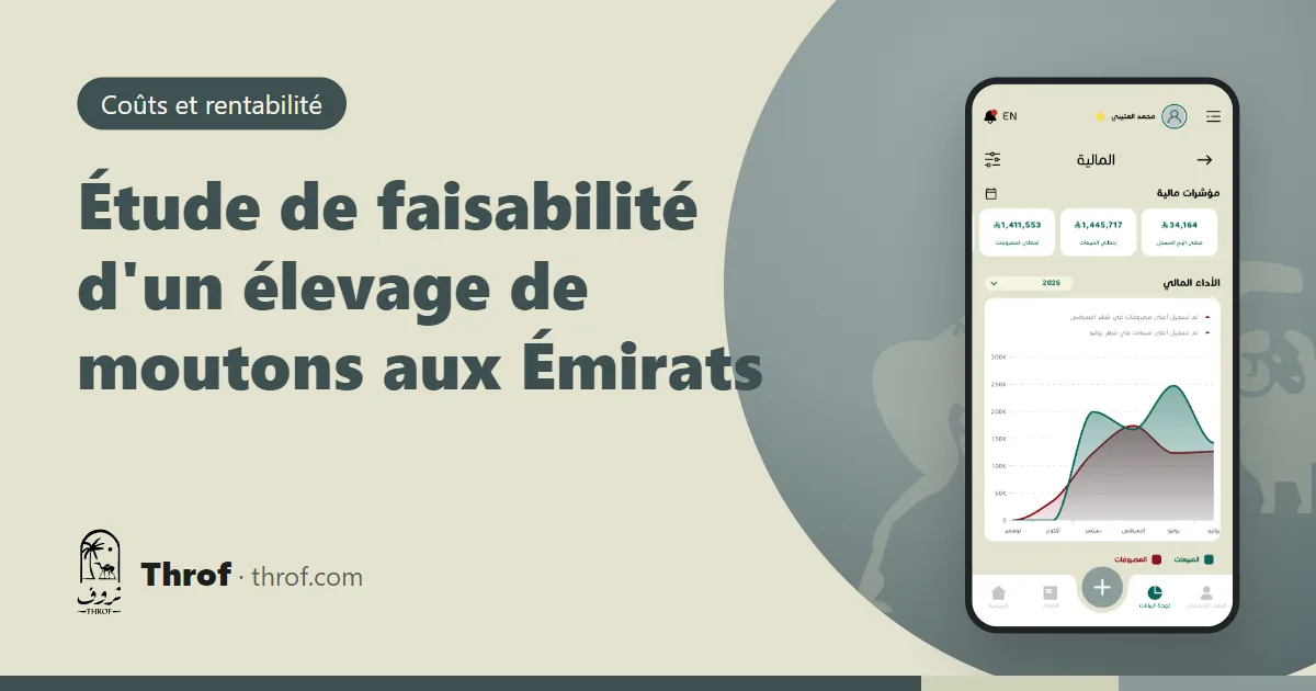 Étude de faisabilité d'un élevage de moutons aux Émirats avec calcul d'engraissement — Throf