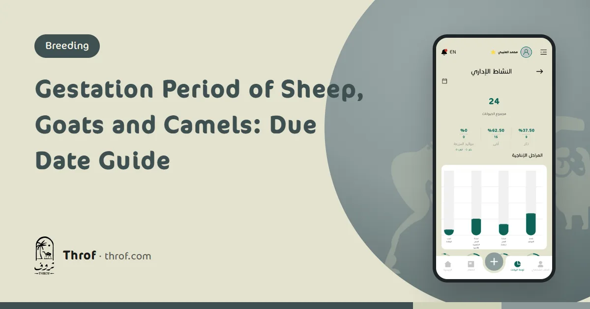 Pregnant ewe, doe and she-camel with a due date calendar — Throf